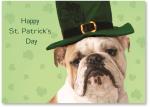 Bull Dog In Leprechaun Hat