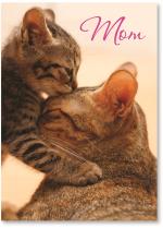 Baby Kitten & Mama Cat