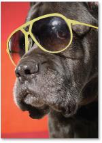 Black Dog In Sunglasses