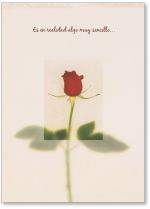 Single rose