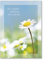 Daisies