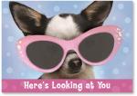 Chihuahua In Glasses