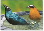 Bird farting in bird bath