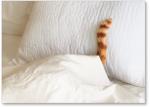 Tail under covers