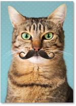 Cat with a mustache