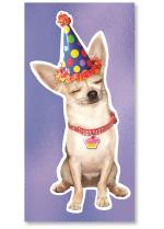 Dog with birthday hat.