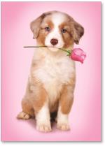 Dog with rose.