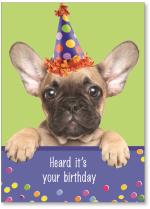 dog wearing party hat
