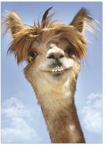 Llama with braces