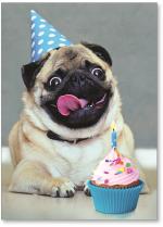 Pug with cupcake