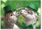 Two llamas kissing