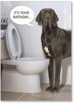 Dog drinking from toilet