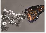 (BN) Butterfly