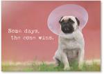 Dog with cone on head
