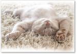 Cat on a rug