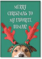 Dog with antlers