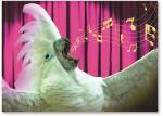 Bird singing