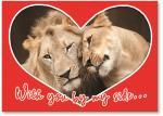 Lions cuddling