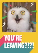 Surprised owl