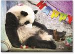 Panda bear sleeping with chocolate all-around