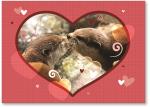 Photo of two otters kissing