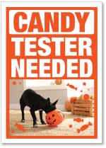 Dog's head in candy bowl