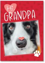 Dog with heart on nose