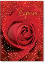Photo red rose