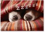 Snoring dogs