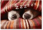 Snoring dog noses