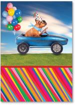 Dog driving