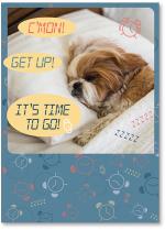 Sleeping Shih Tzu