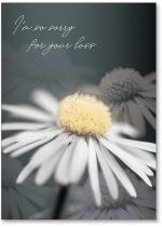 Photo b&w daisy