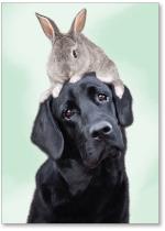 Dog with rabbit on head.