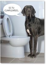 Dog drinking from toilet