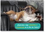 Bulldog lounging