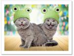 (PB) Two cats in frog hats