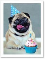 (PB) Pug with cupcake