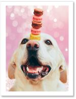 (PB) Dog balancing macaroons