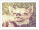 (PB) Mustache Dog
