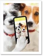 (PB) Two selfie dogs