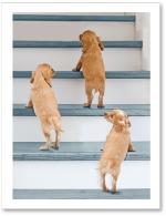 (PB) dogs climbing stairs