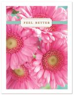 (PB) Photo of pink daisies in vase
