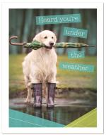 (PB) Dog with umbrella in mouth