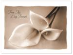 (PB) B & W Photo Calla Lilies