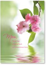 Cherry Blossoms Over Water
