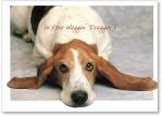 Bassett Hound