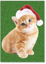Kitten with Santa hat.