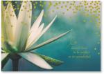 waterlily floral photo
