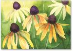 black eyed Susan's